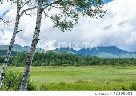 栃木県日光市　奥日光　小田代原　貴婦人　（8月） 47299901