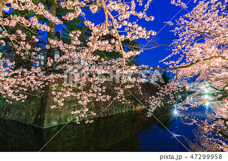 小田原城址公園のライトアップの桜 小田原城址公園のライトアップの桜 47299958