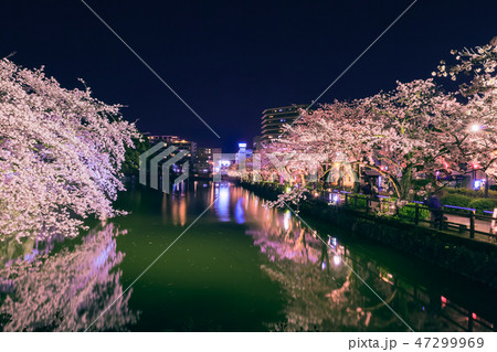 小田原城址公園のライトアップの桜 47299969