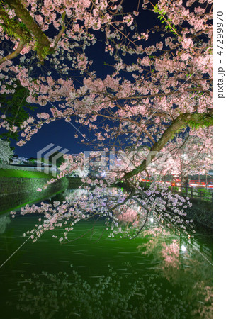 小田原城址公園のライトアップの桜 小田原城址公園のライトアップの桜 47299970