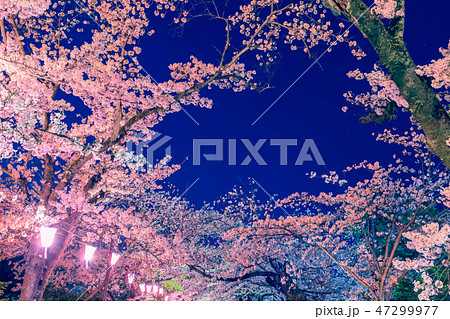 小田原城址公園のライトアップの桜 47299977