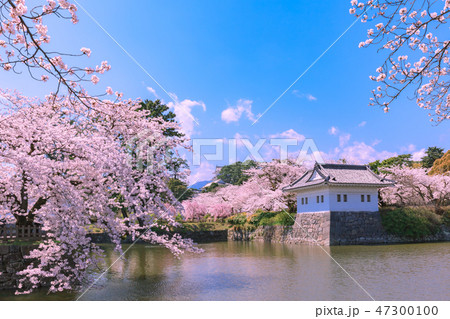 小田原城址公園の桜 47300100