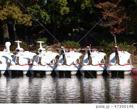 池のペダルボート 東山動物園の写真素材