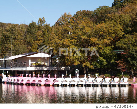 池のスワンボート　東山動物園 47300147