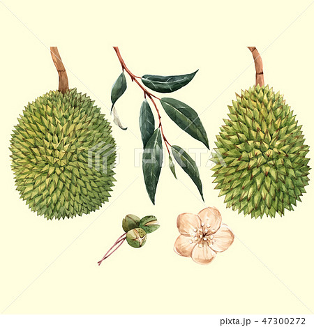 Watercolor durian fruit vector illustrtion Watercolor durian fruit vector illustrtion 47300272