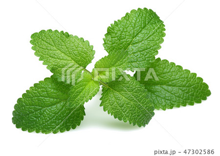 Fresh lemon balm leaves, melissa Fresh lemon balm leaves, melissa 47302586