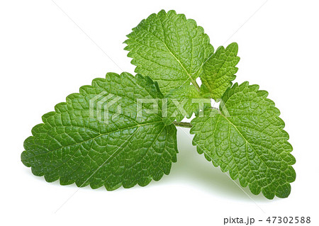 Fresh lemon balm leaves, melissa 47302588