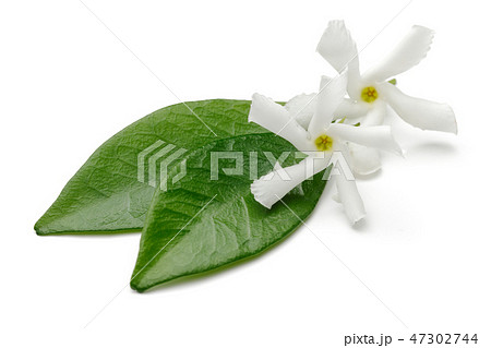 Star jasmine flowers with leaves Star jasmine flowers with leaves 47302744