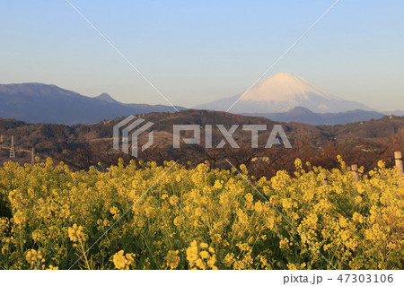吾妻山公園の早春 47303106