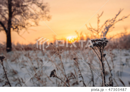 Frosted flowers in the sunset light 47303487