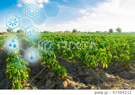 Planted on the field in a bright sunny day Planted on the field in a bright sunny day 47304212