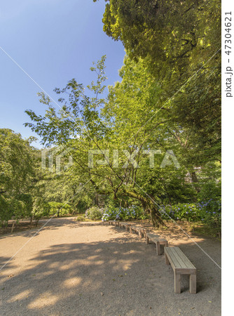 六義園の内庭大門を潜ってずらりと並んだベンチの上に長い枝を広げるコケに覆われた太い桜の木。 六義園の内庭大門を潜ってずらりと並んだベンチの上に長い枝を広げるコケに覆われた太い桜の木。 47304621