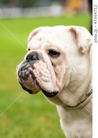 Portrait white dog with interesting eyes outdoors Portrait white dog with interesting eyes outdoors 47304712
