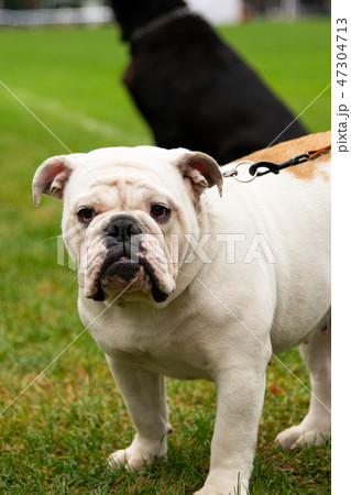 Portrait white dog with interesting eyes outdoors 47304713