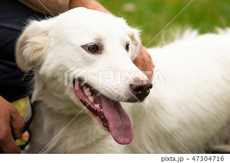 Portrait white dog with interesting eyes outdoors Portrait white dog with interesting eyes outdoors 47304716