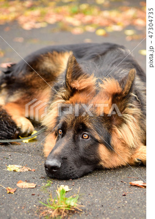 Portrait german Sheepdog with interesting eyes outdoors 47304735