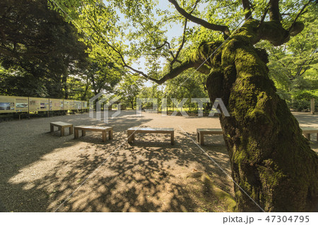 六義園の内庭大門を潜ってからずらりと並んだベンチの上に長い枝を広げるコケに覆われた太い桜の木。 六義園の内庭大門を潜ってからずらりと並んだベンチの上に長い枝を広げるコケに覆われた太い桜の木。 47304795