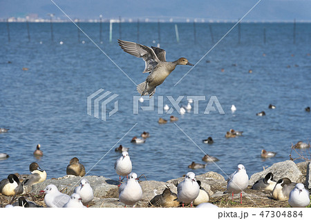 平成最後の尾長鴨 平成最後の尾長鴨 47304884