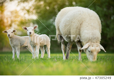 cute little lambs with sheep on fresh green meadow 47305249