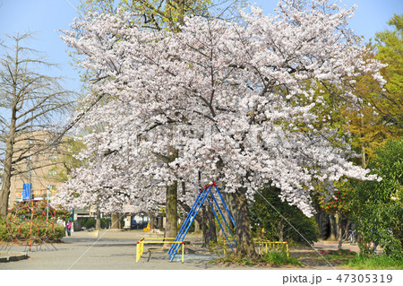 川崎市中原区 中原平和公園の桜 川崎市中原区 中原平和公園の桜 47305319