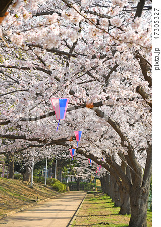 川崎市中原区 中原平和公園の桜 川崎市中原区 中原平和公園の桜 47305327