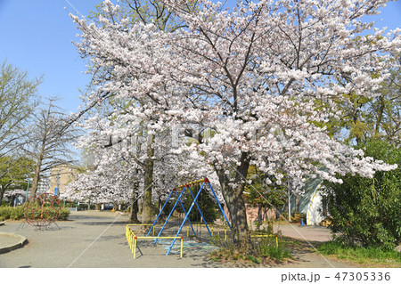 川崎市中原区 中原平和公園の桜 川崎市中原区 中原平和公園の桜 47305336