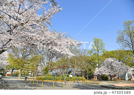 川崎市中原区 中原平和公園の桜の写真素材