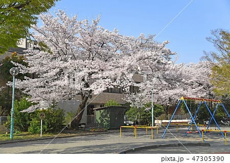 川崎市中原区 中原平和公園の桜 川崎市中原区 中原平和公園の桜 47305390