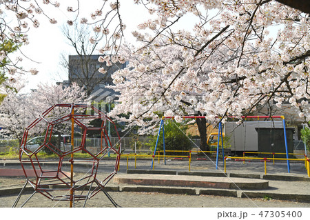 川崎市中原区 中原平和公園の桜 川崎市中原区 中原平和公園の桜 47305400