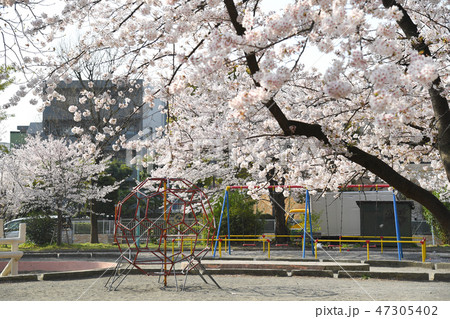 川崎市中原区 中原平和公園の桜 川崎市中原区 中原平和公園の桜 47305402
