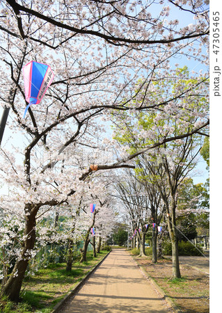 川崎市中原区 中原平和公園の桜 川崎市中原区 中原平和公園の桜 47305465