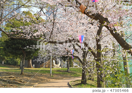 川崎市中原区 中原平和公園の桜 川崎市中原区 中原平和公園の桜 47305466