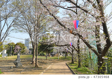 川崎市中原区 中原平和公園の桜 川崎市中原区 中原平和公園の桜 47305468