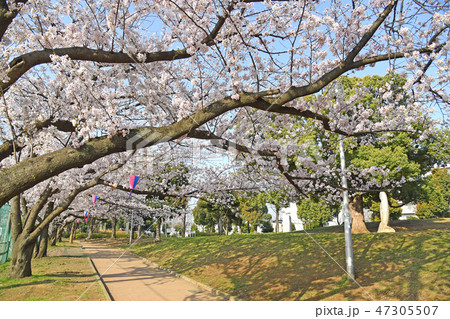 川崎市中原区　中原平和公園の桜 47305507