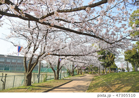 川崎市中原区 中原平和公園の桜 川崎市中原区 中原平和公園の桜 47305510