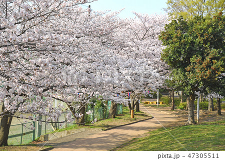 川崎市中原区　中原平和公園の桜 47305511