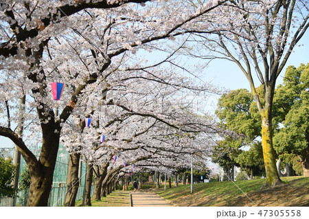 川崎市中原区 中原平和公園の桜 川崎市中原区 中原平和公園の桜 47305558