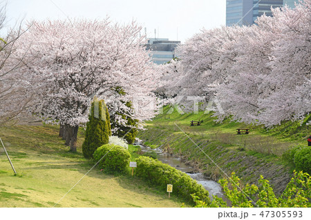 神奈川県海老名市　相模三川公園の桜 47305593