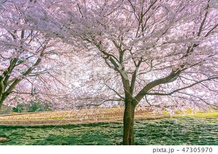 満開の桜並木 花の丘 満開の桜並木 花の丘 47305970