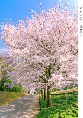 満開の桜並木 花の丘 満開の桜並木 花の丘 47305971