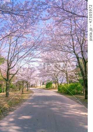 満開の桜並木 桜の広場 満開の桜並木 桜の広場 47305972