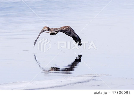 オジロワシ幼鳥の写真素材 47306092 Pixta