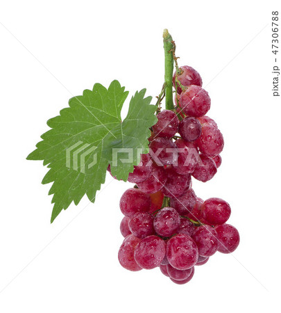Ripe red grape with leaf isolated on white Ripe red grape with leaf isolated on white 47306788