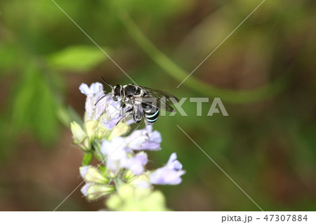 生き物　昆虫　アオスジハナバチ、オスです。夏から秋まで花を求めて活発に飛び回っています 47307884