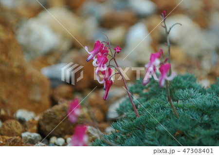 コクマサ 47308401