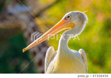 ペリカン 47308456