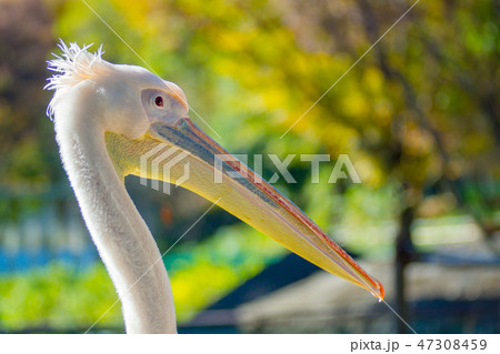 ペリカン 47308459