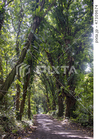 Kalapana-kapoho Road,Big Island Hawaii 47309674