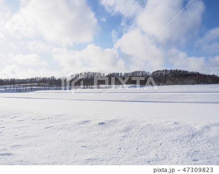 雪の田んぼと防風林 47309823
