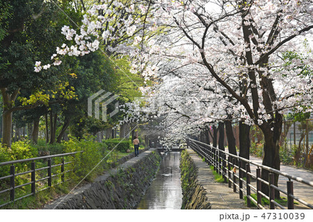 二ヶ領用水 元住吉 武蔵小杉 付近の桜 二ヶ領用水 元住吉 武蔵小杉 付近の桜 47310039